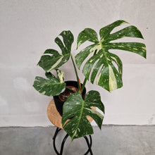 Afbeelding in Gallery-weergave laden, Monstera Thai Constellation - Santiago
