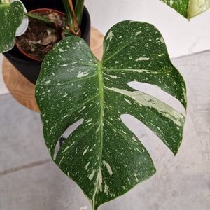 Monstera Thai Constellation - Santiago