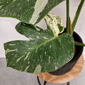 Monstera Thai Constellation - Santiago