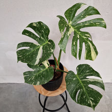 Afbeelding in Gallery-weergave laden, Monstera Thai Constellation - Santiago
