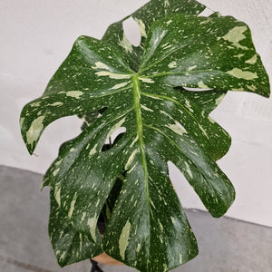 Monstera Thai Constellation - Diego