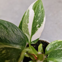Afbeelding in Gallery-weergave laden, Philodendron White Princess (small plant)
