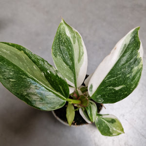 Philodendron White Princess (small plant)