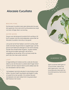 Alocasia Cucullata P24