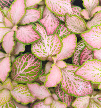 Afbeelding in Gallery-weergave laden, Fittonia pink special

