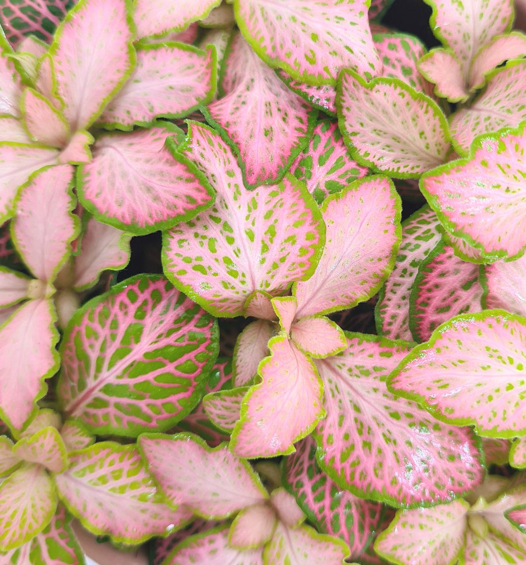 Fittonia pink special