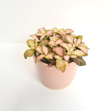 Afbeelding in Gallery-weergave laden, Fittonia pink special
