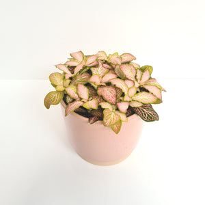 Fittonia pink special