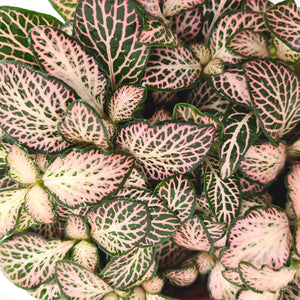 Fittonia mosaic pink forest flame