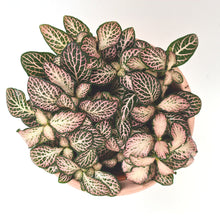 Afbeelding in Gallery-weergave laden, Fittonia mosaic pink forest flame
