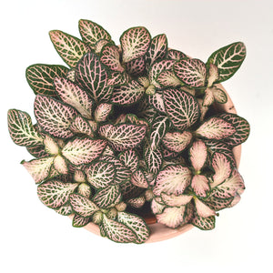 Fittonia mosaic pink forest flame