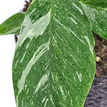 Afbeelding in Gallery-weergave laden, Spattiphyllum diamond variegata

