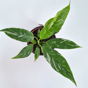Spattiphyllum diamond variegata