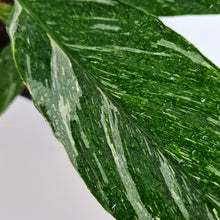 Afbeelding in Gallery-weergave laden, Spattiphyllum diamond variegata
