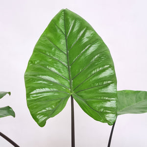Alocasia Macrorrhizos black stem