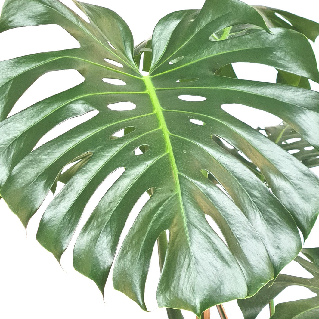 Monstera Deliciosa XXL