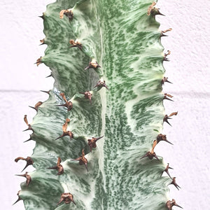 Euphorbia Ingens variegata marmorata