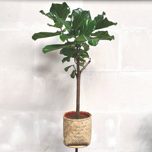 Ficus Lyrata 170 cm