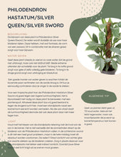 Afbeelding in Gallery-weergave laden, Philodendron Silver queen
