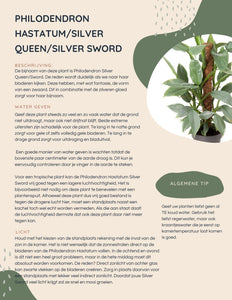 Philodendron Silver queen