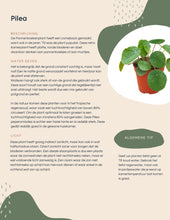 Afbeelding in Gallery-weergave laden, Pilea Peperomoides Mojito
