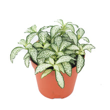 Afbeelding in Gallery-weergave laden, Fittonia mosaic white forest flame

