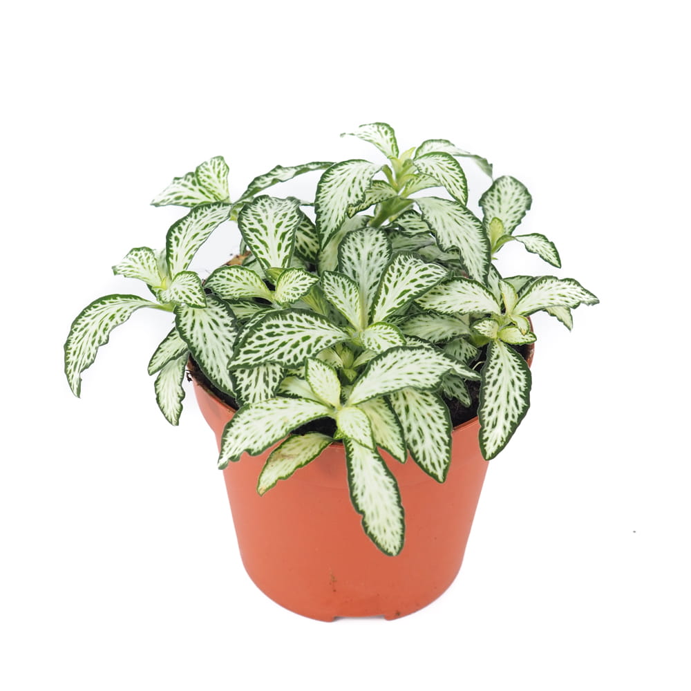 Fittonia mosaic white forest flame