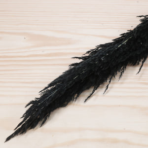 Pampasgras zwart 110cm per 3