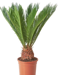 Cycas Revoluta