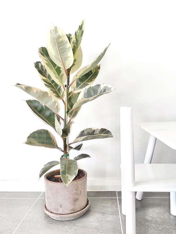 Ficus Elastica Tineke small
