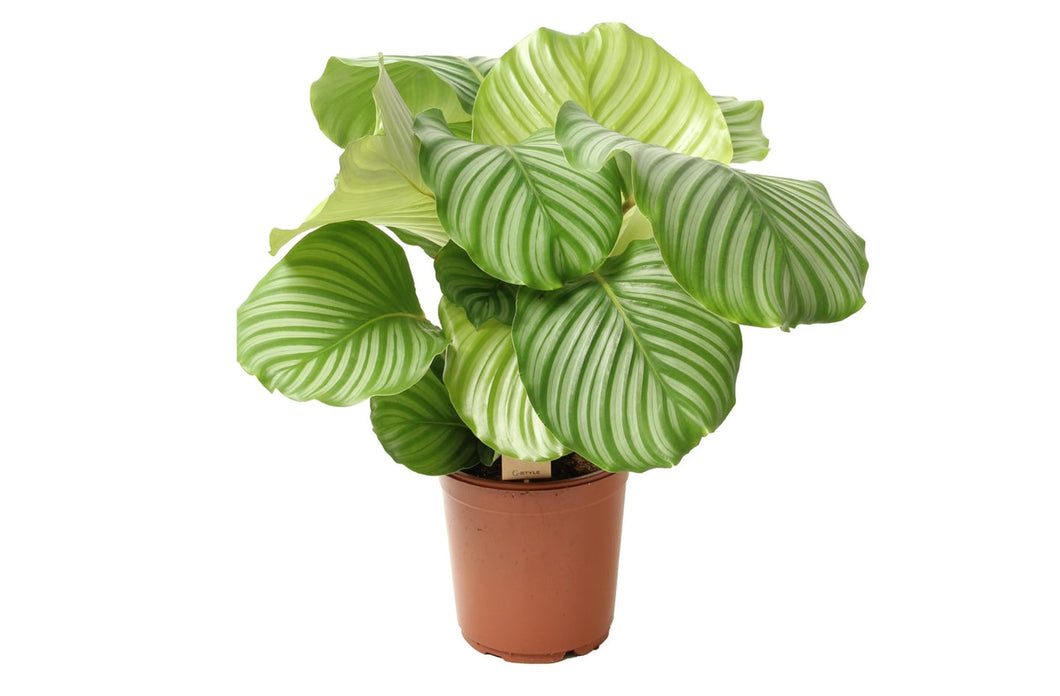 Calathea Orbifolia P21